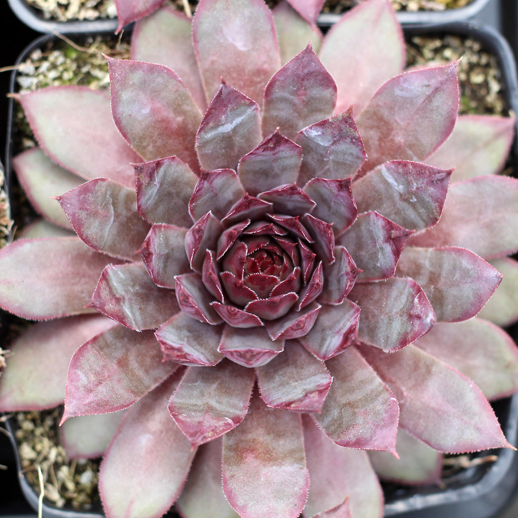 Sempervivum 'Mulberry Wine' - Mountain Crest Gardens