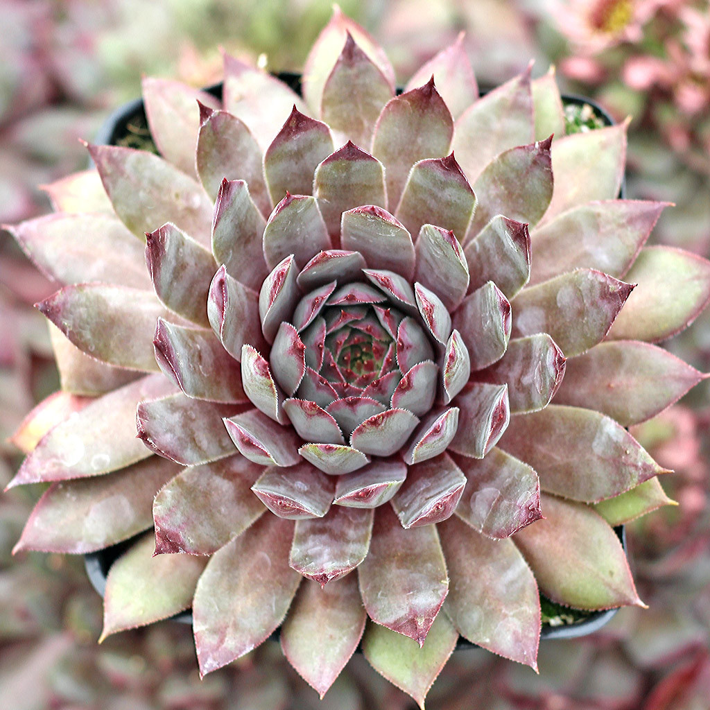 Sempervivum 'Mulberry Wine' - Mountain Crest Gardens