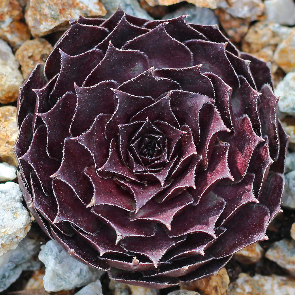 Sempervivum 'Mulberry Wine' - Mountain Crest Gardens