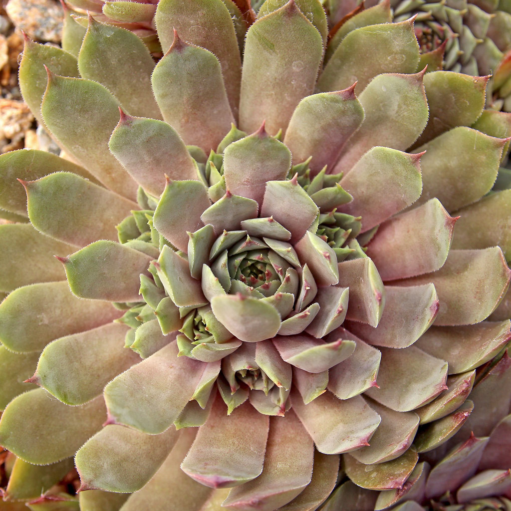 Sempervivum 'Mulberry Wine' - Mountain Crest Gardens