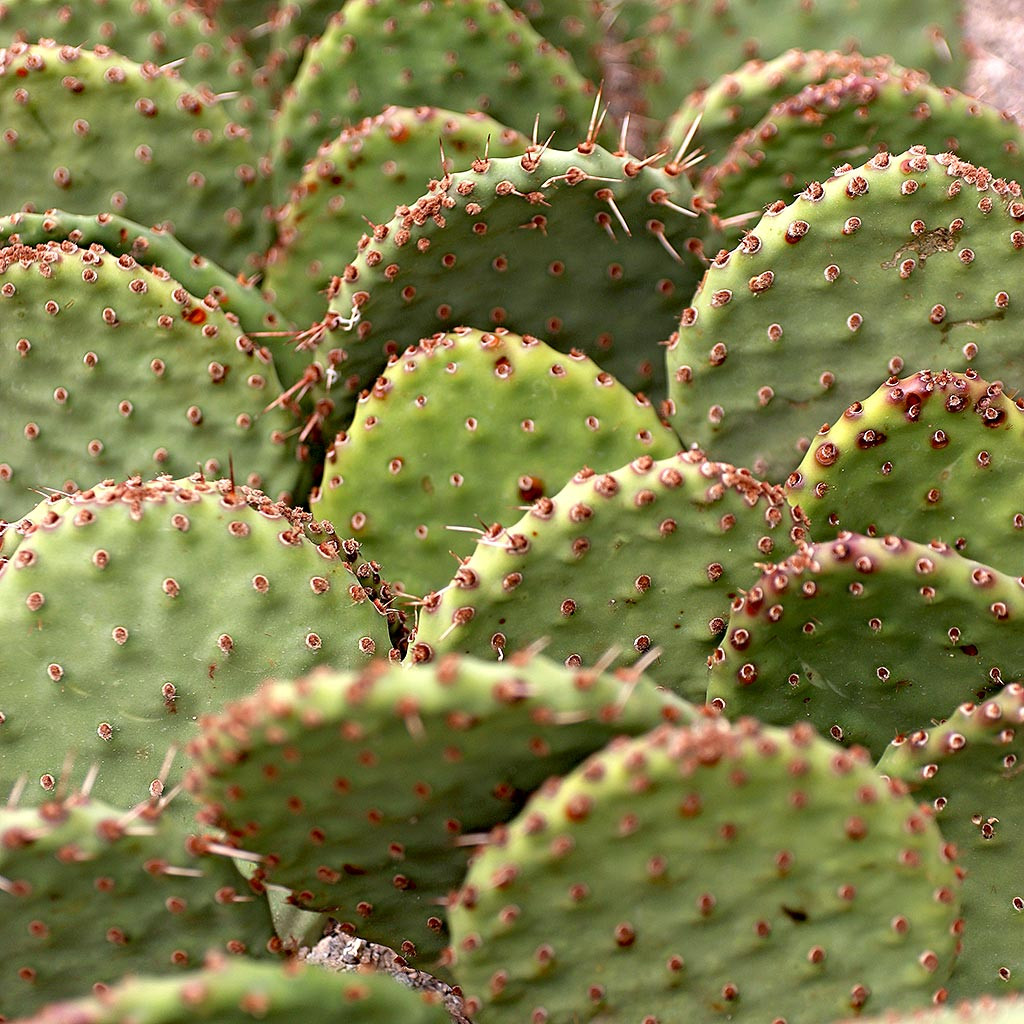 Opuntia 'Zion' [4-6"]
