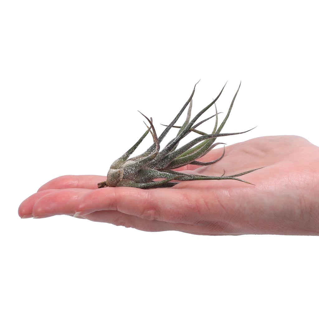 Air Plant - Tillandsia pruinosa 'Guatemala' [3.0-4.0"] | MCG