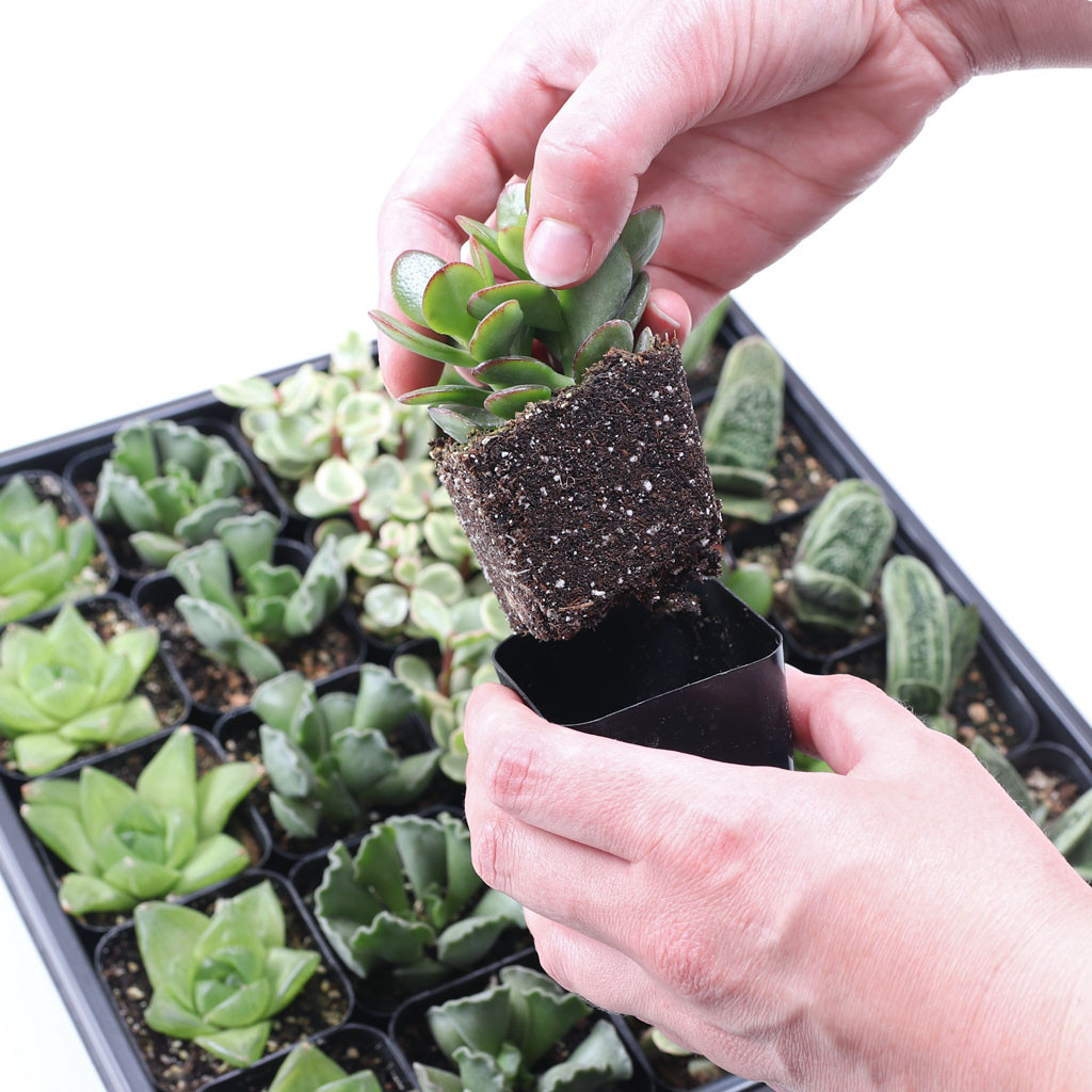 Easy Indoor Succulents Bulk 25-Pack (5 Varieties, 2" Pots)