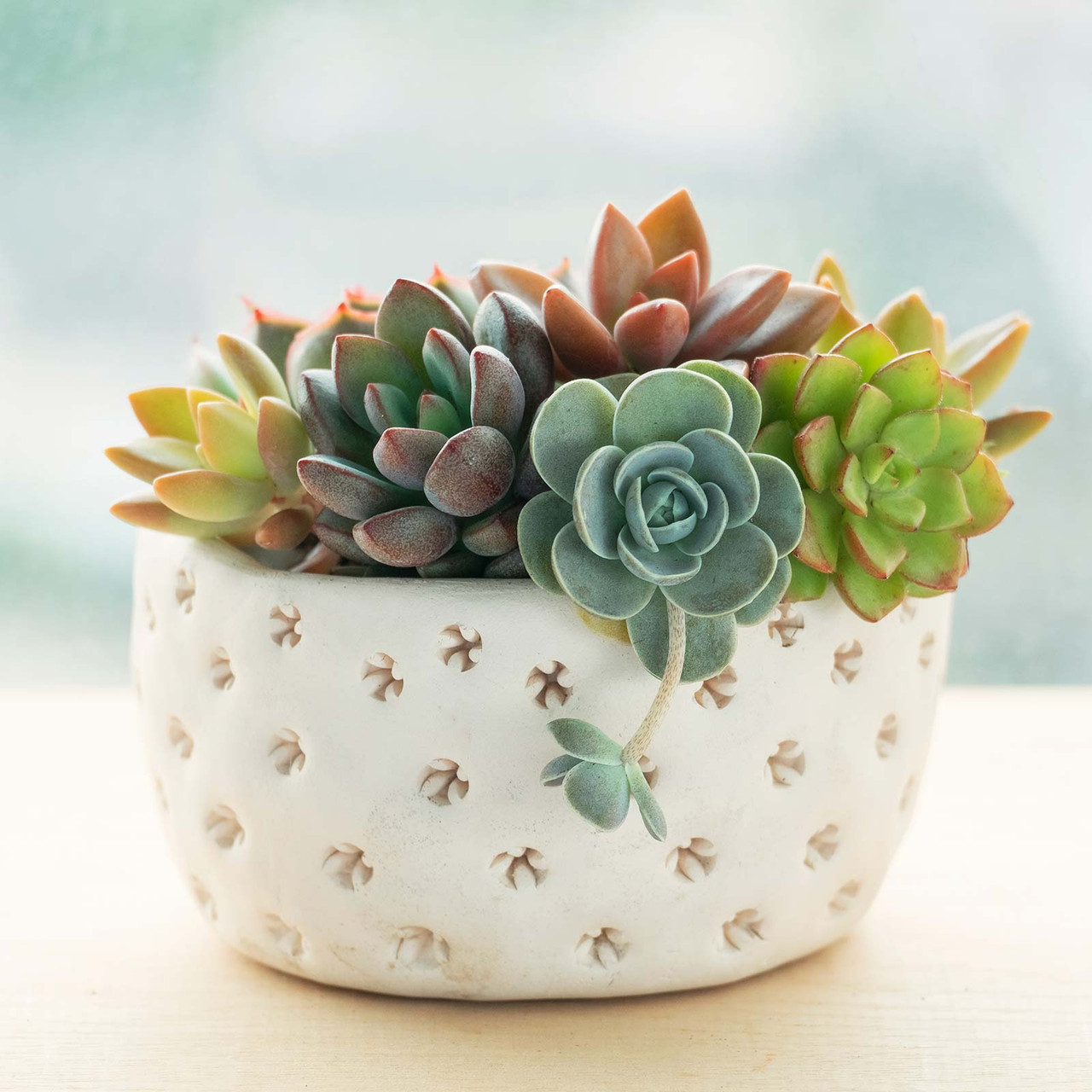 Best Succulents Ideas Arrangement, Best Buy Wholesale, Assorted Tray for  Your Mini Succulent Garden DIY Project. 