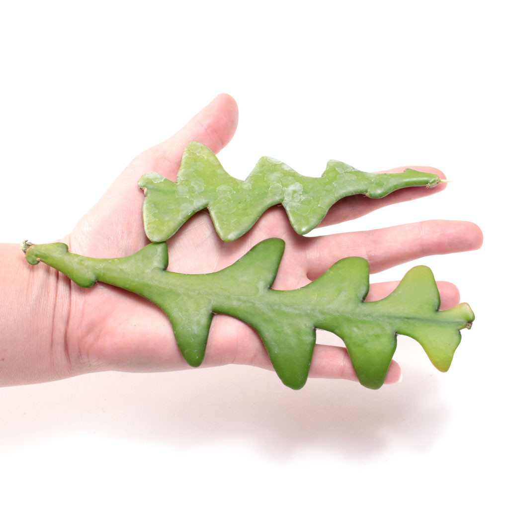 Ric Rac Cactus Cuttings - Mountain Crest Gardens