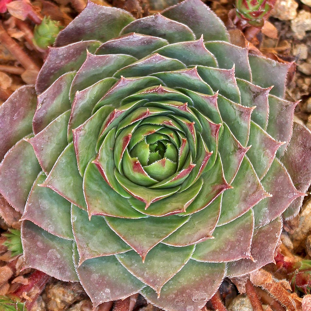 Sempervivum 'Red West' - Thumbnail 4