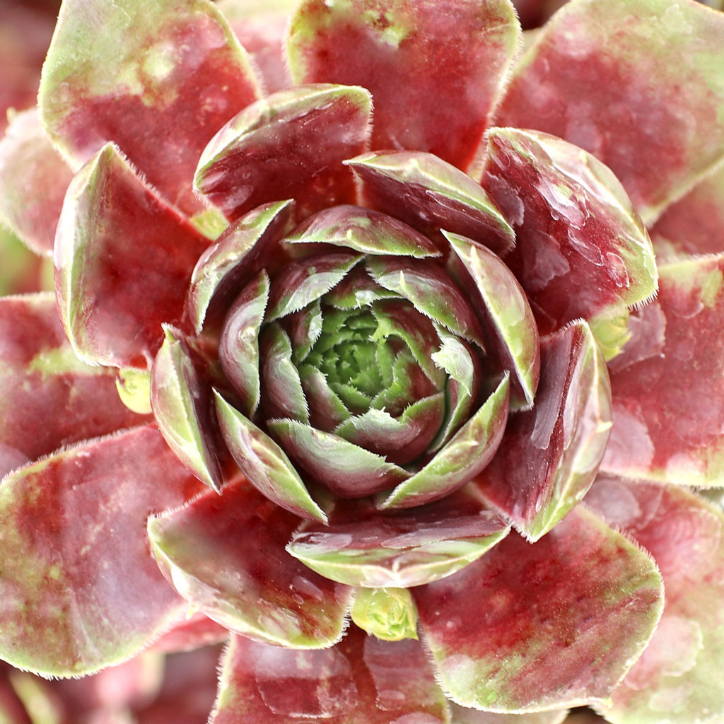 Sempervivum 'Red West' - Thumbnail 2