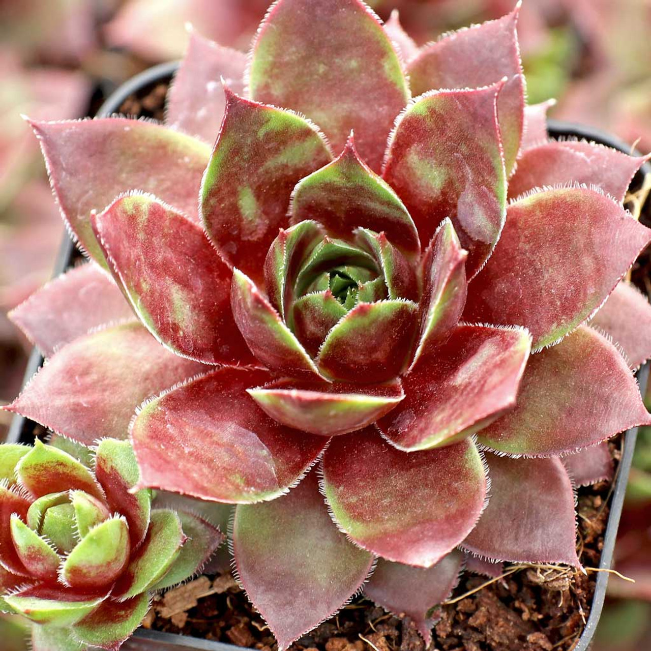 Sempervivum 'Red Lion Variegated