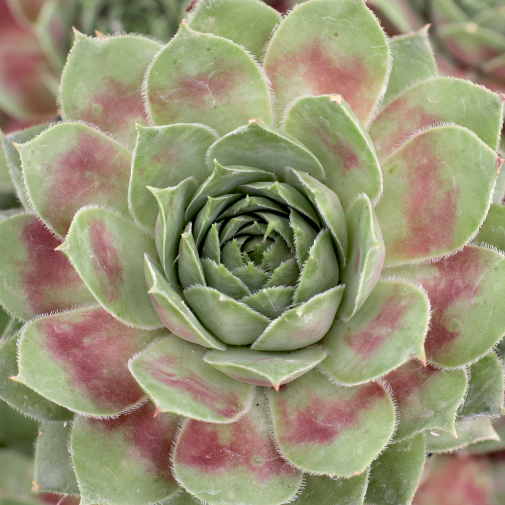 Sempervivum 'Red West' - Thumbnail 3