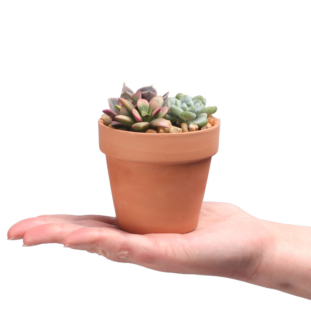 big ceramic flower pots Timolos Planter main image 1