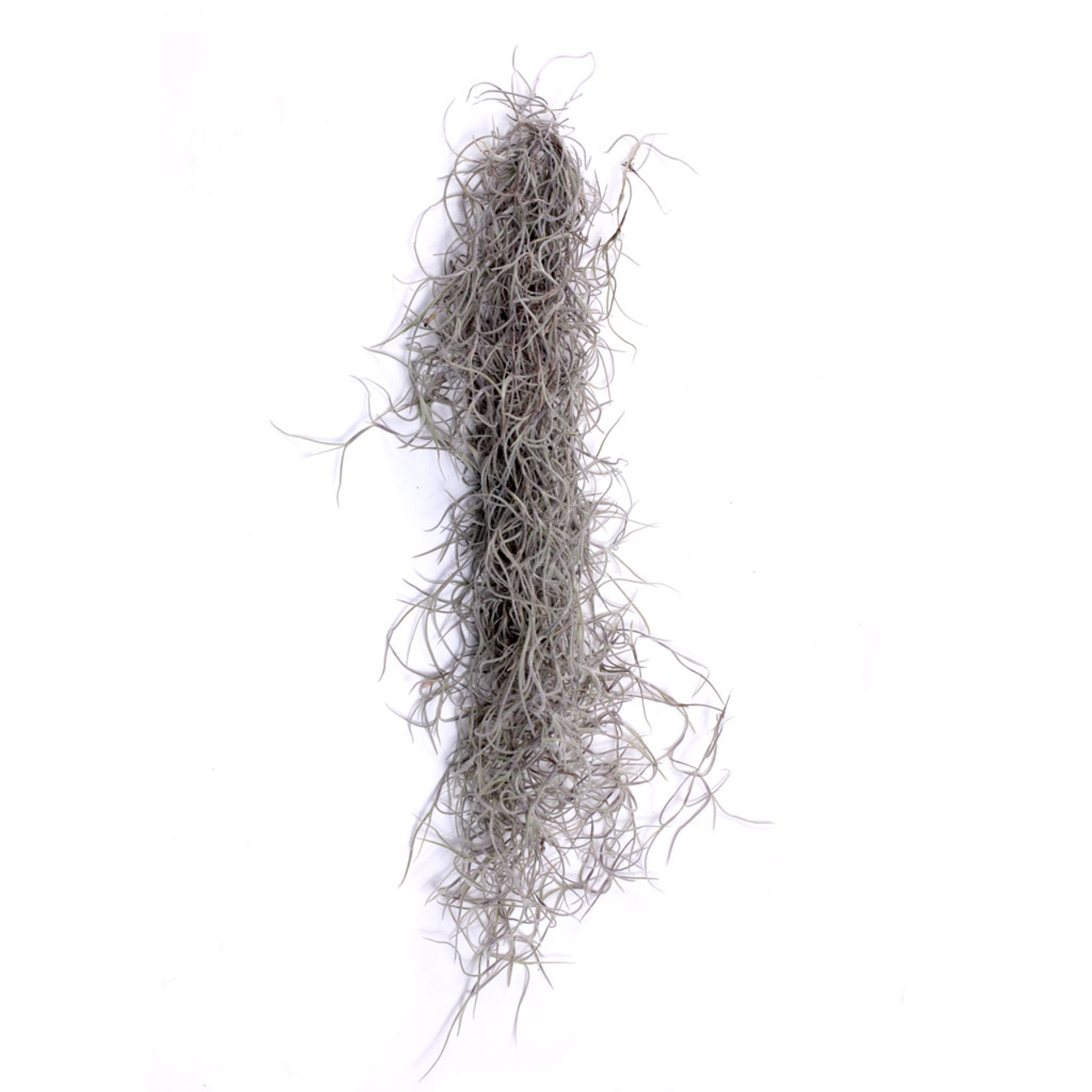Spanish Moss ( Tillandsia Usneoides) Indoor Airplants at Rs 299.00