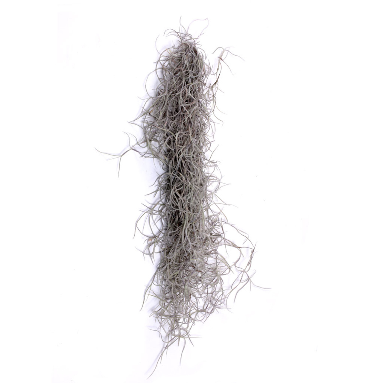 Wholesale Live Air Plant - Tillandsia usneoides, (Spanish Moss