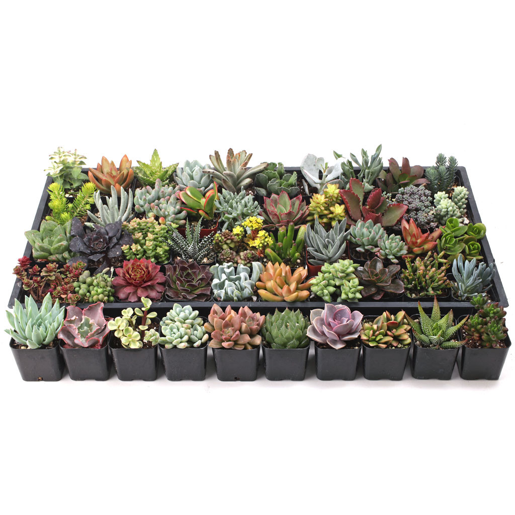Ultimate Variety Succulents Pack (25-50 Varieties, 2