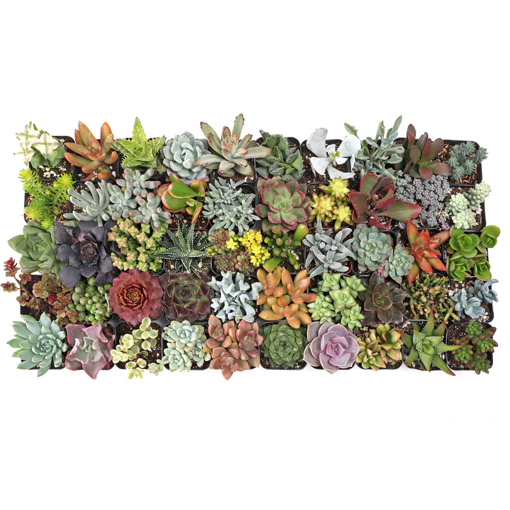 Ultimate Variety Succulents Pack (25-50 Varieties, 2" Pots)