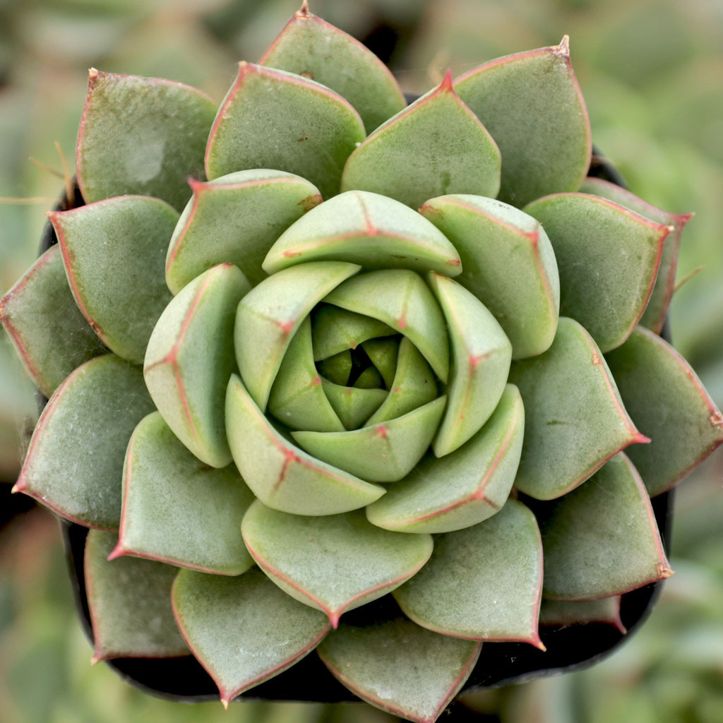 Echeveria Fabiola錦　多肉 Echeveria 'Fabiola' - Mountain Crest Gardens