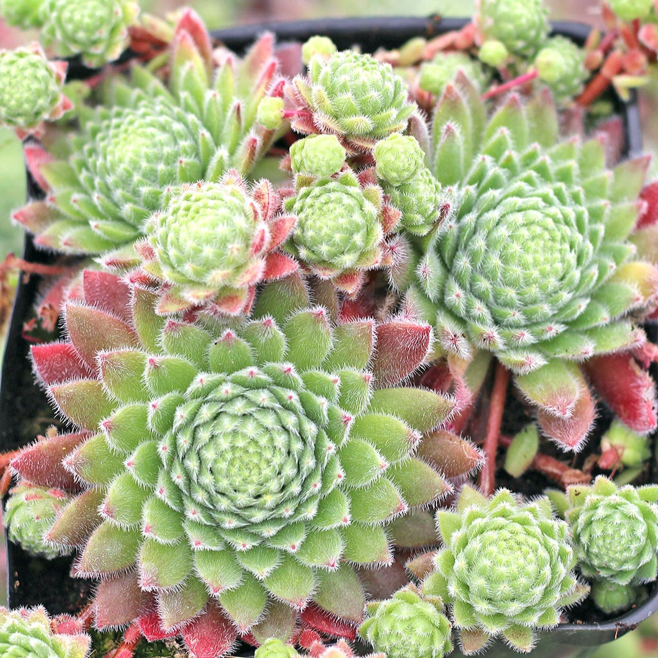 Sempervivum 'Wendy' - Mountain Crest Gardens