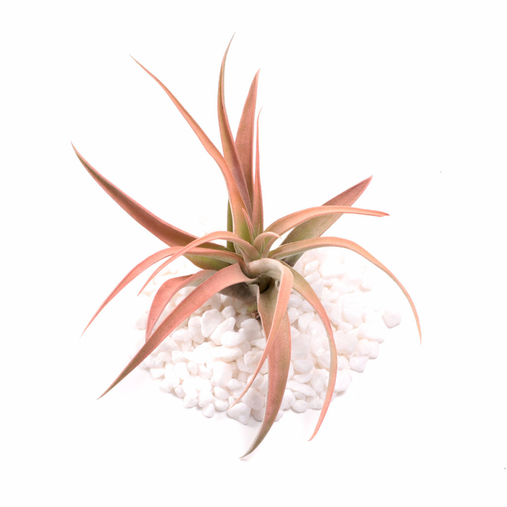 ItBlooms Assorted Air Plant Pack - 10 Live Tillandsia, Rainforest Grown, Easy Care