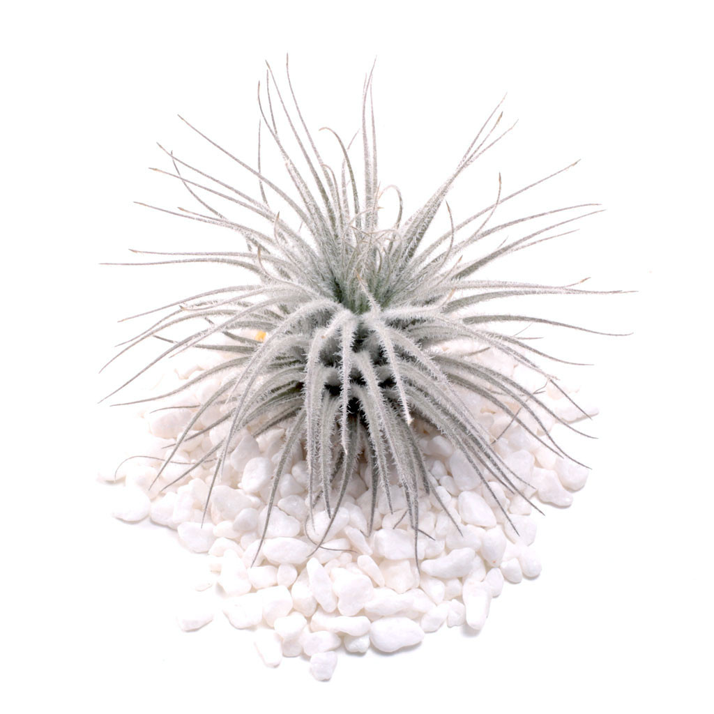 Air Plant - Tillandsia tectorum 'Ecuador' [2.0"-3.0"]