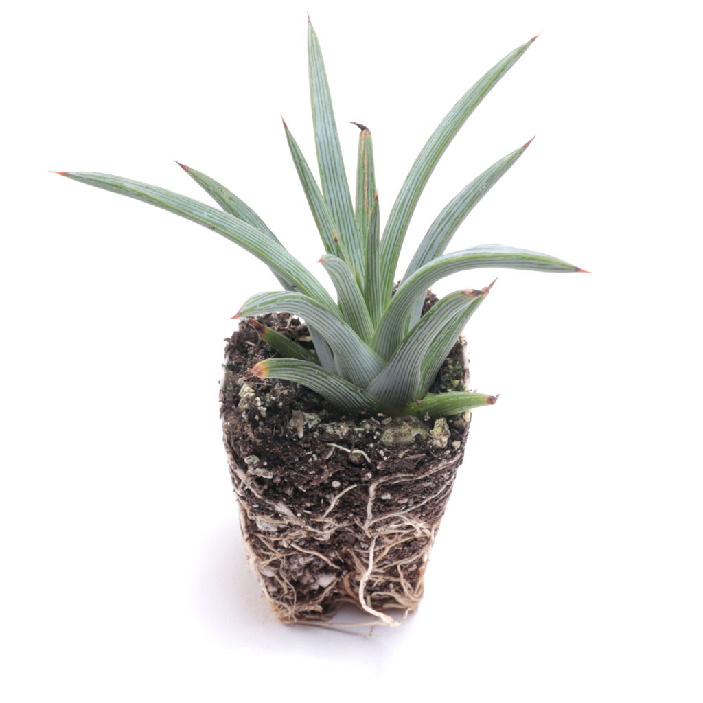 agave utahensis kaufen Agave utahensis | Utah Agave