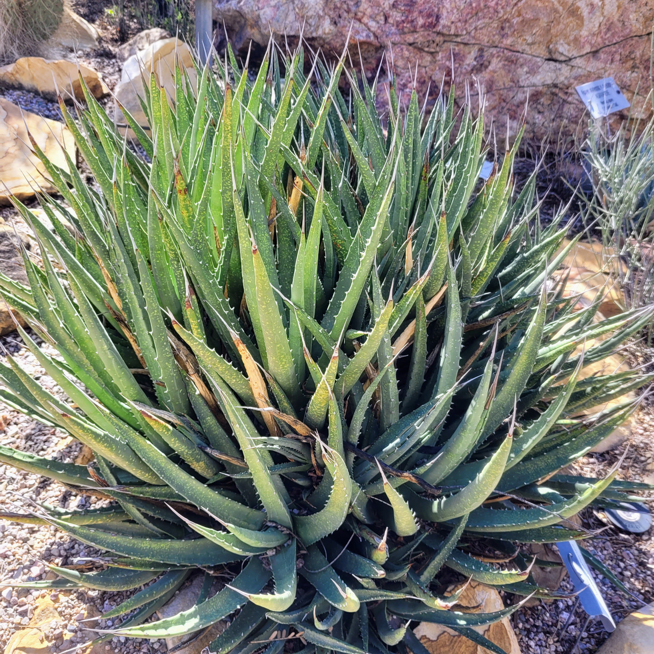 Agave utahensis - Utah Agave - Mountain Crest Gardens