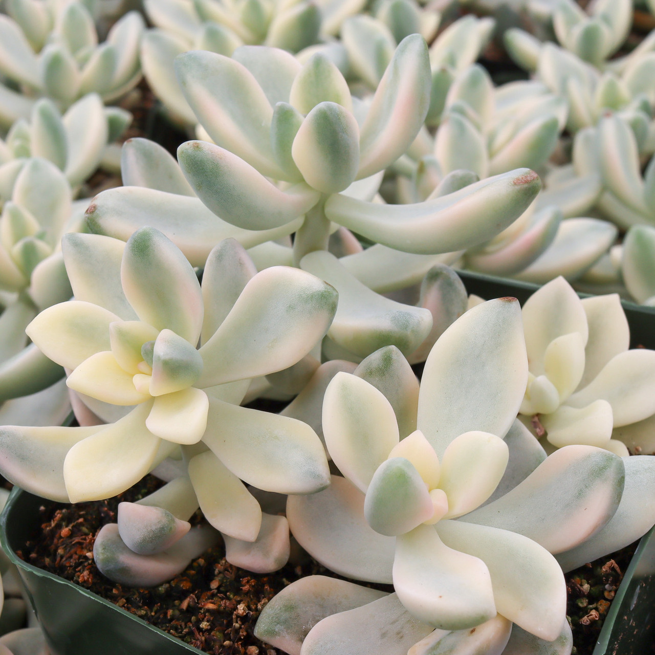 Graptopetalum paraguayense - Variegated Ghost Plant | MCG