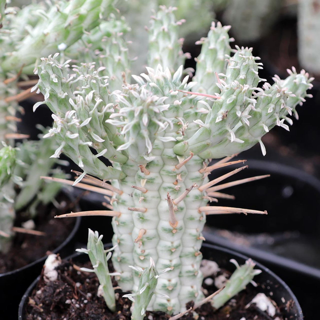 Euphorbia mammillaris Indian Corn Cob [limited] Mountain Crest Gardens