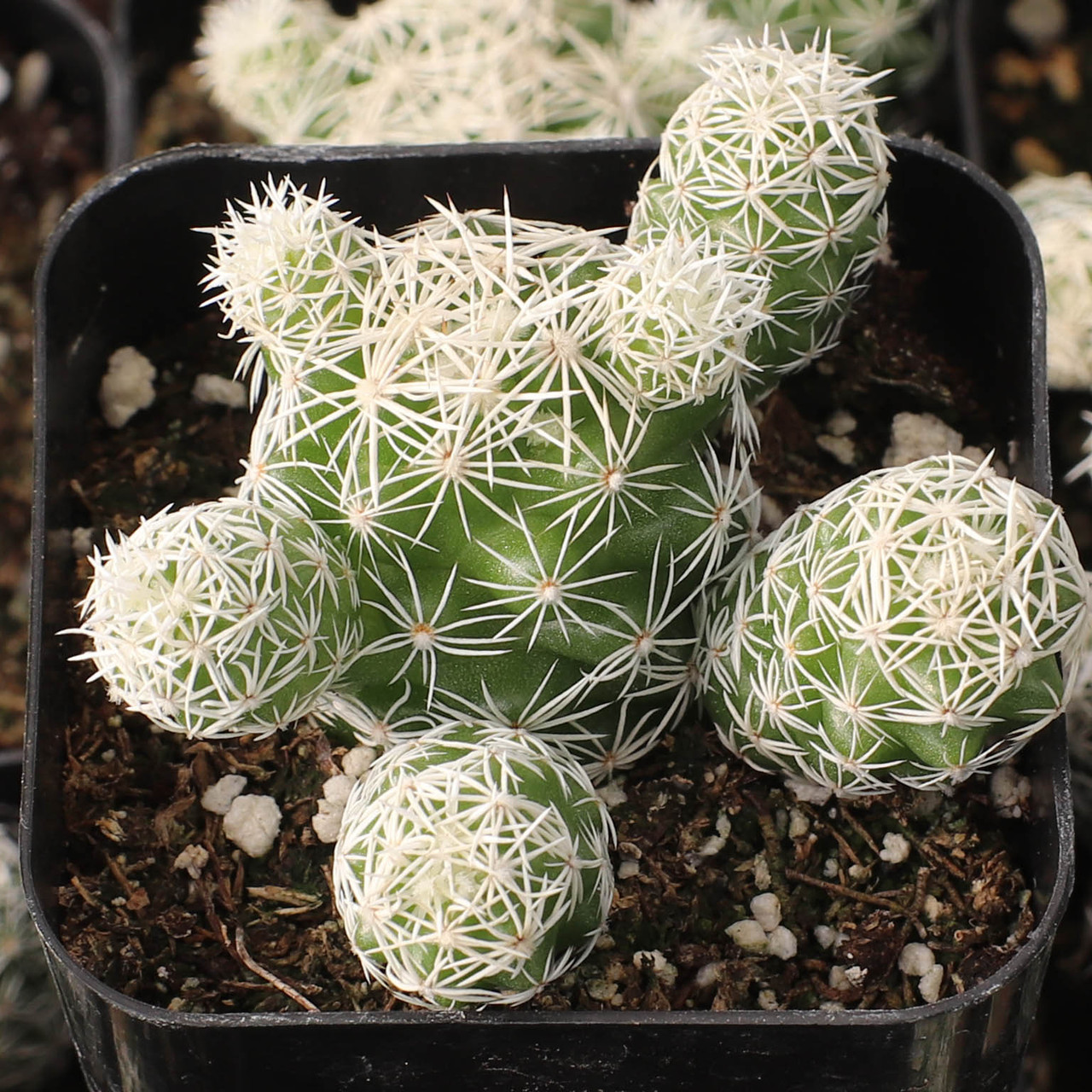 Mammillaria Gracilis Fragilis Thimble Cactus Mcg Mammillaria Gracilis Fragilis Thimble Cactus Mcg
