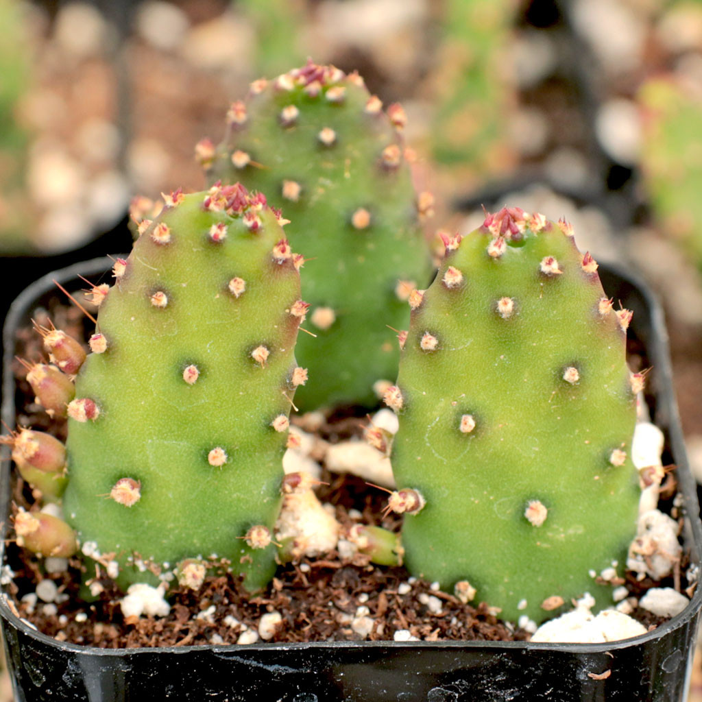 Opuntia monacantha 'Maverick'