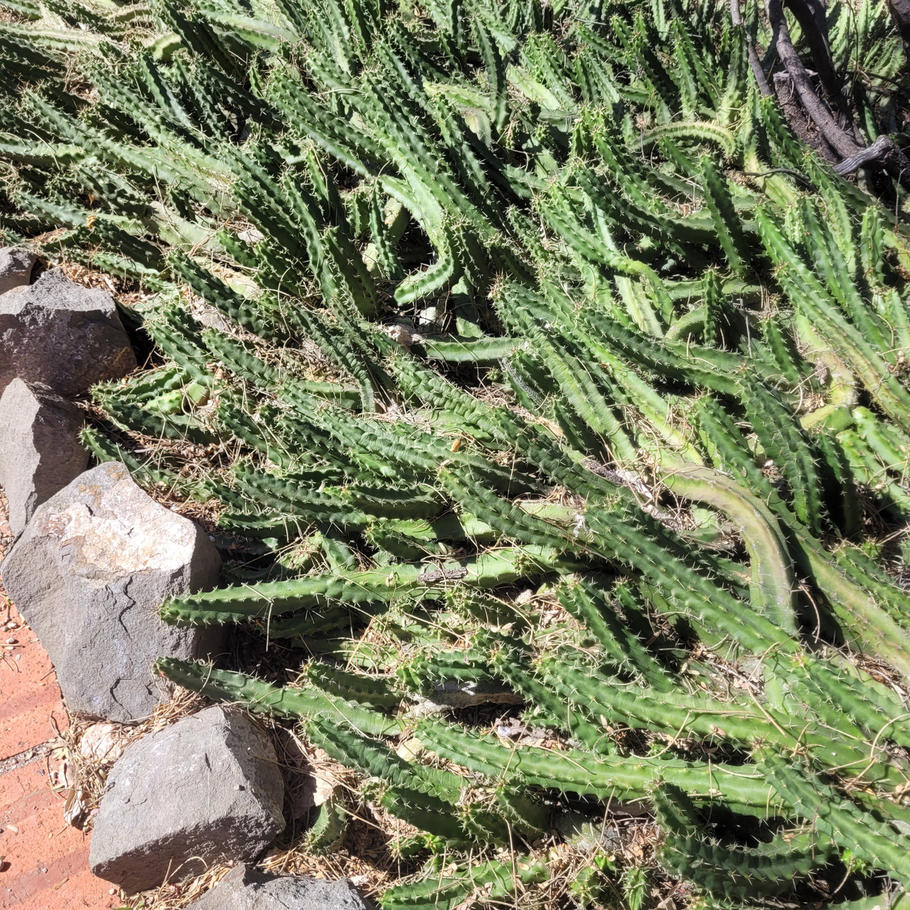 Echinocereus pentalophus | Mountain Crest Gardens