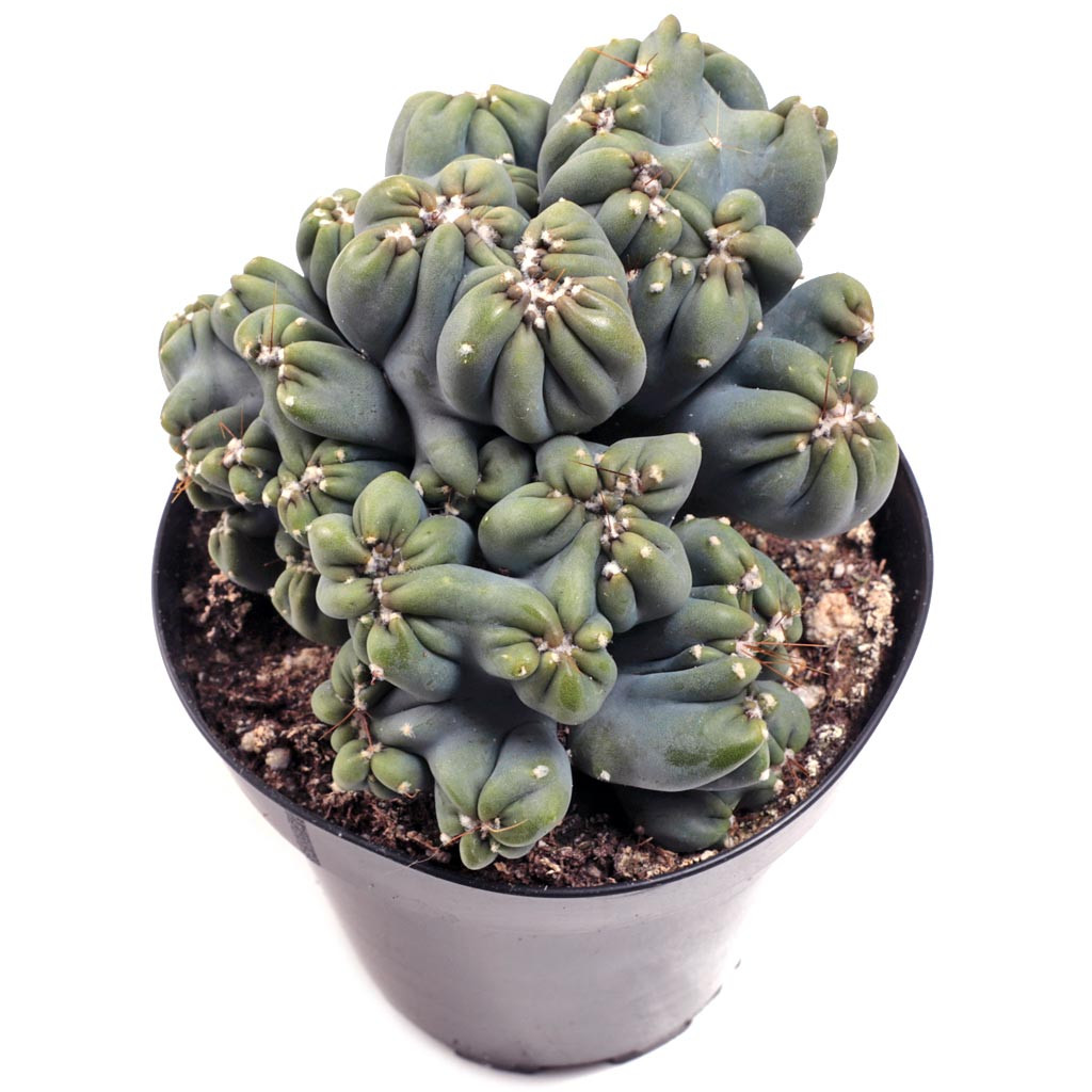 Cereus forbesii monstrose 'Ming Thing' [large]