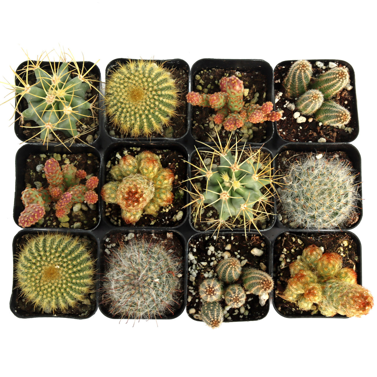 remich cactus Rice Cactus main image 1
