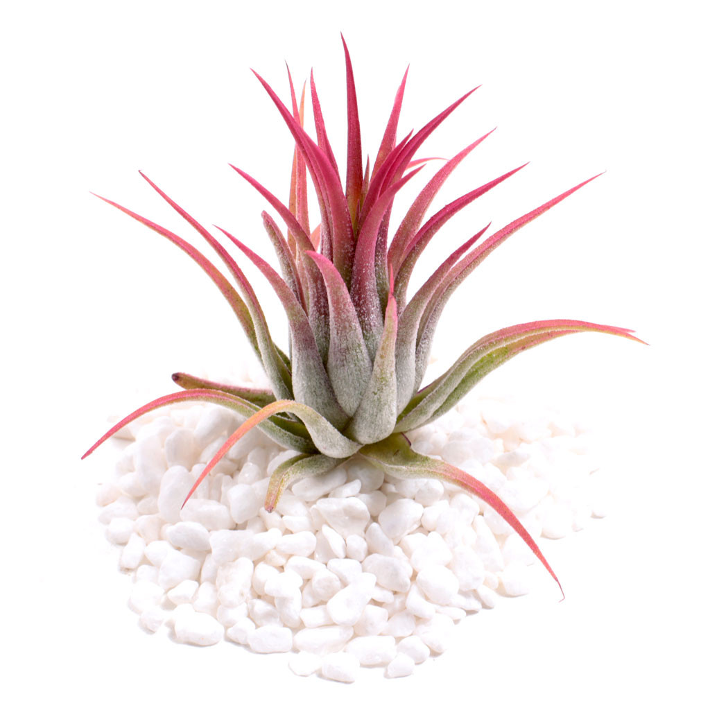 Air Plant - Tillandsia ionantha (raspberry) | MCG