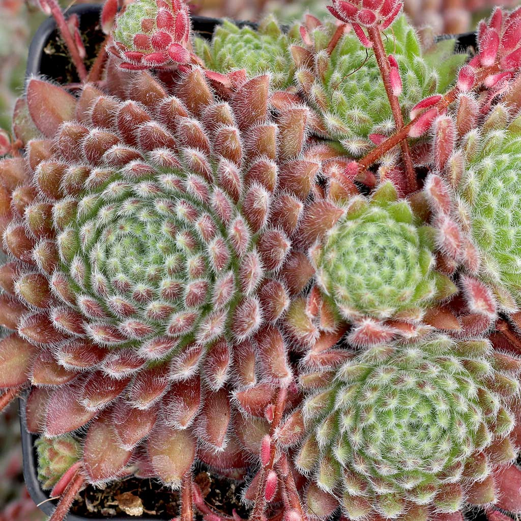 Sempervivum 'Classic' [exclusive] - Mountain Crest Gardens
