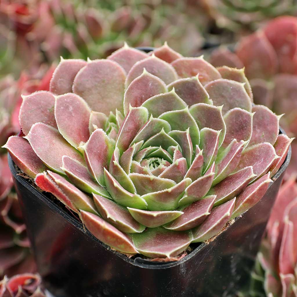 Sempervivum heuffelii 'Saffarina' [exclusive] - Mountain Crest Gardens