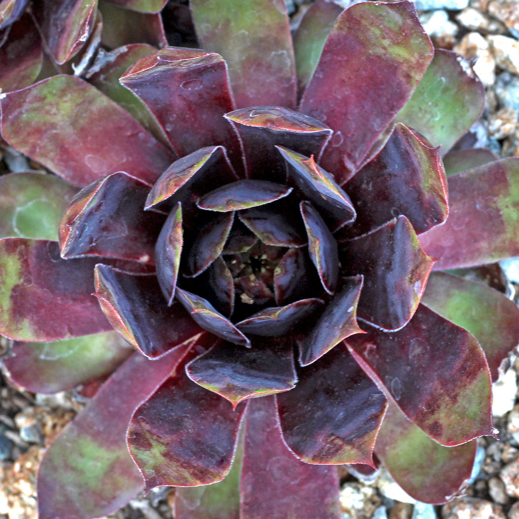 Sempervivum 'Killer' [limited] | Mountain Crest Gardens™