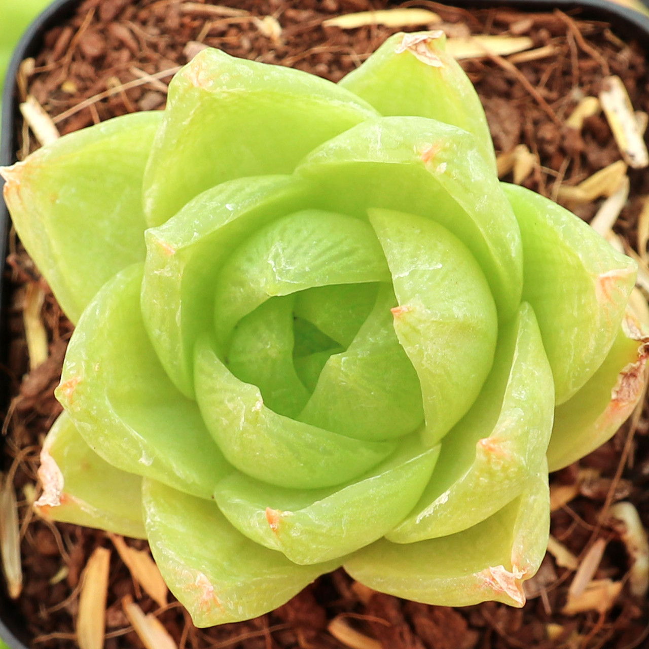 Texture formed by green stems and buttons of aquatic flower Stock Photo