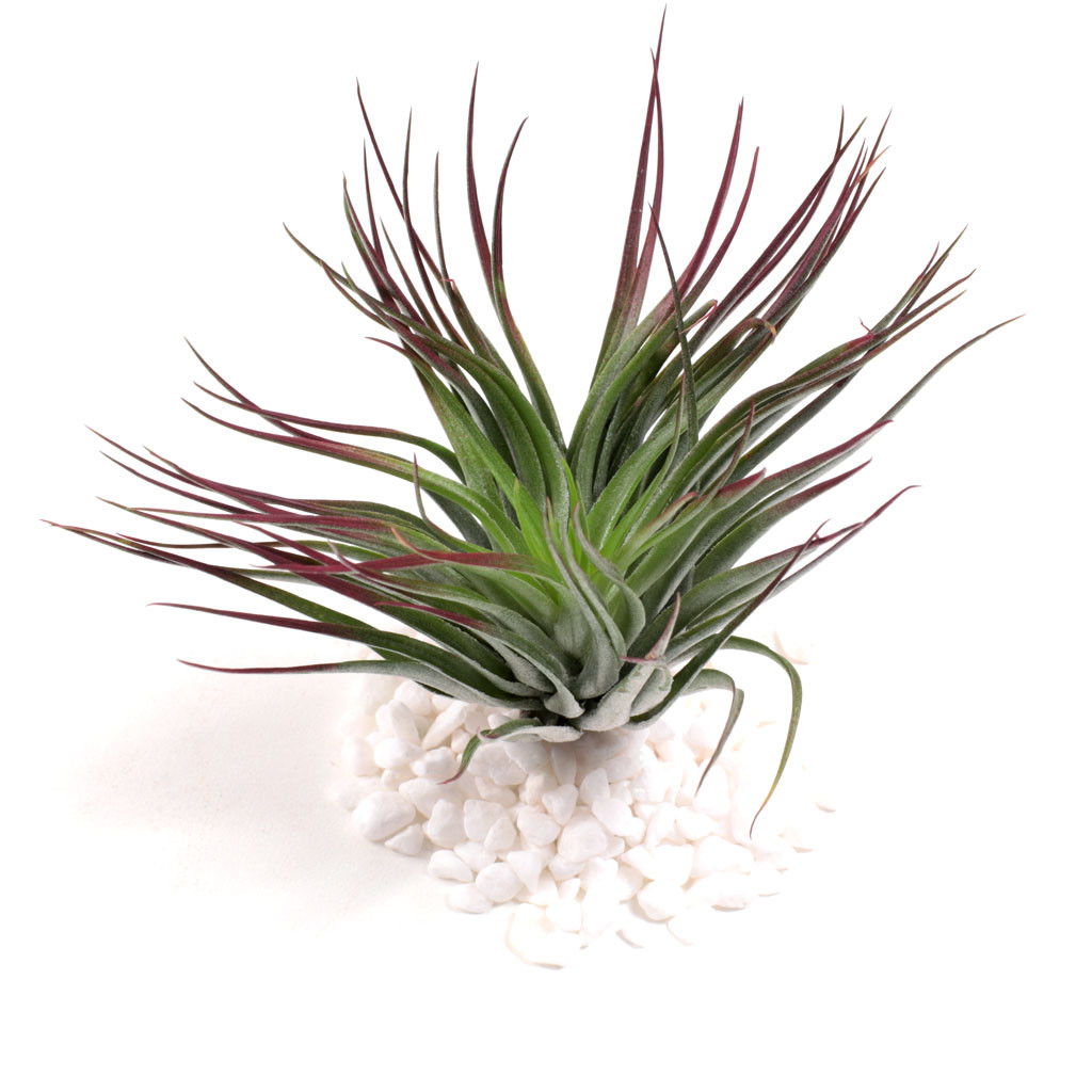 Air Plant Tillandsia stricta compact (red, enhanced) Mountain Crest Gardens