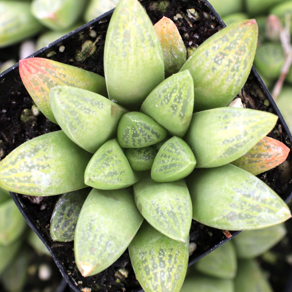 Haworthia x turgida - Mountain Crest Gardens