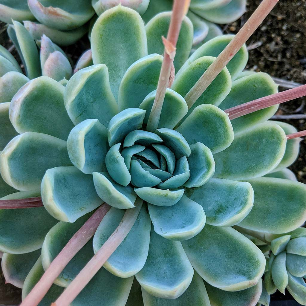 Echeveria elegans - Mexican Snowball [large]