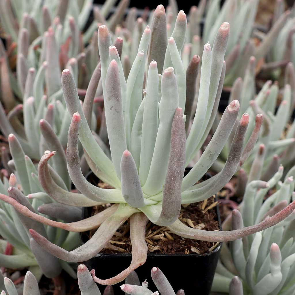 finger succulent 5'' Pachyphytum Beauty Finger, Rare Live Succulent Plants