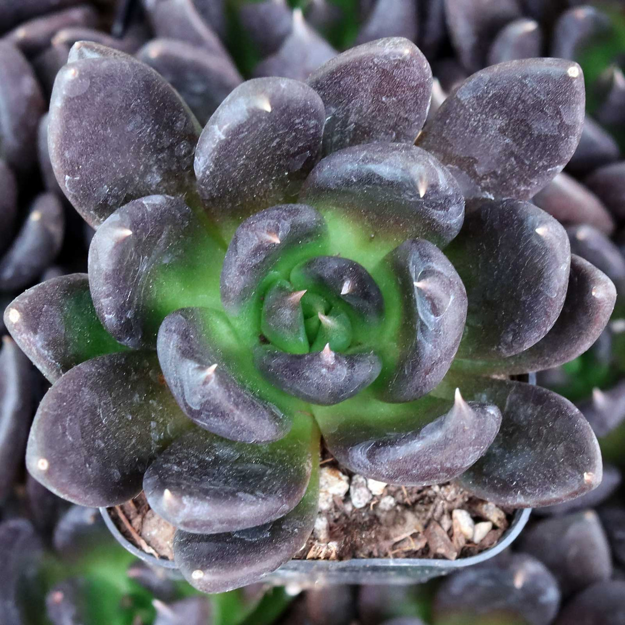 Echeveria 'Black Prince' | Mountain Crest Gardens®