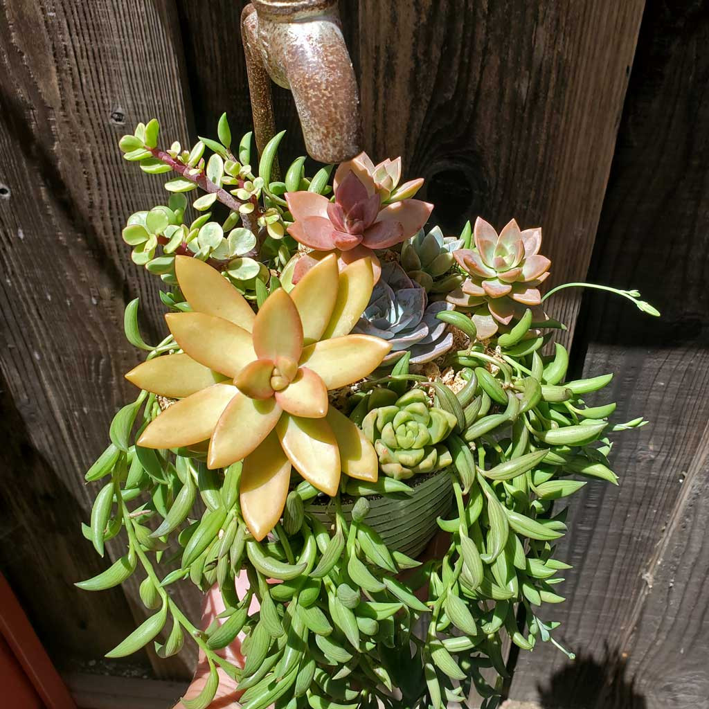 Sedum nussbaumerianum 'Orange Delight' - Mountain Crest Gardens