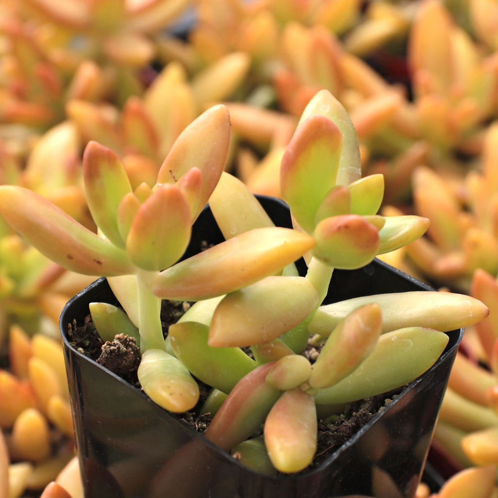 Sedum Nussbaumerianum Orange Delight Mountain Crest Gardens