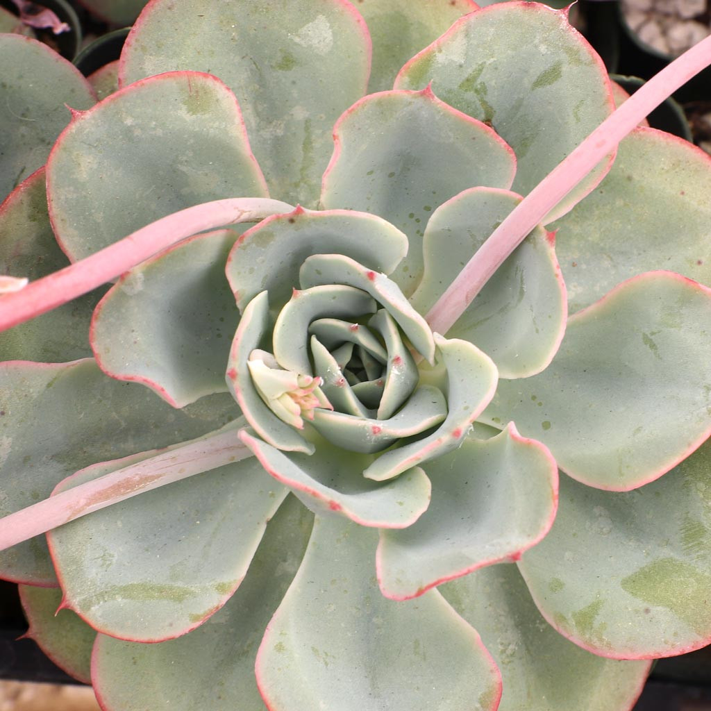 Echeveria 'Atlantis' [large] - Mountain Crest Gardens