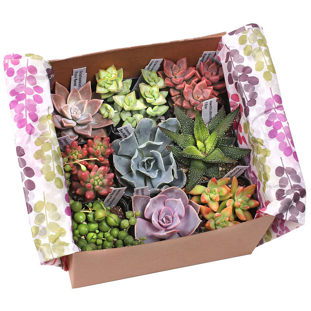 Succulent Sampler Gift Box (9-16 Varieties, 2