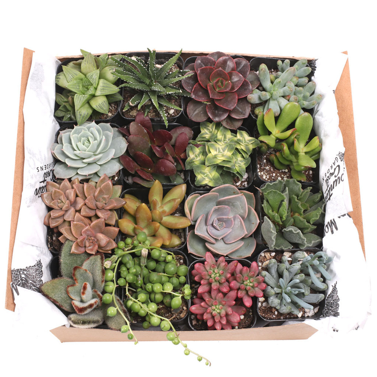 Succulent Sampler Gift Box (9-16 Varieties, 2
