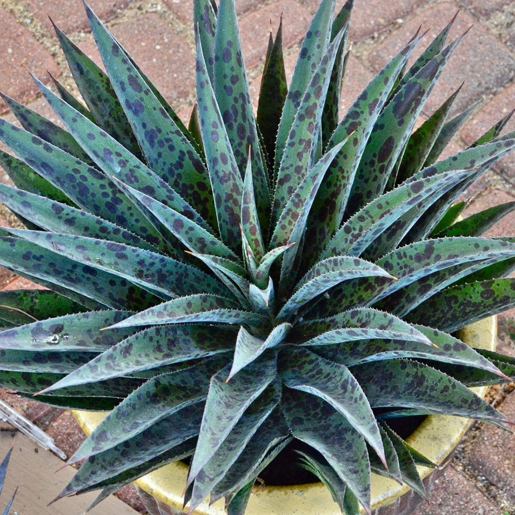 Mangave 'Pineapple Express' [plug] Mountain Crest Gardens