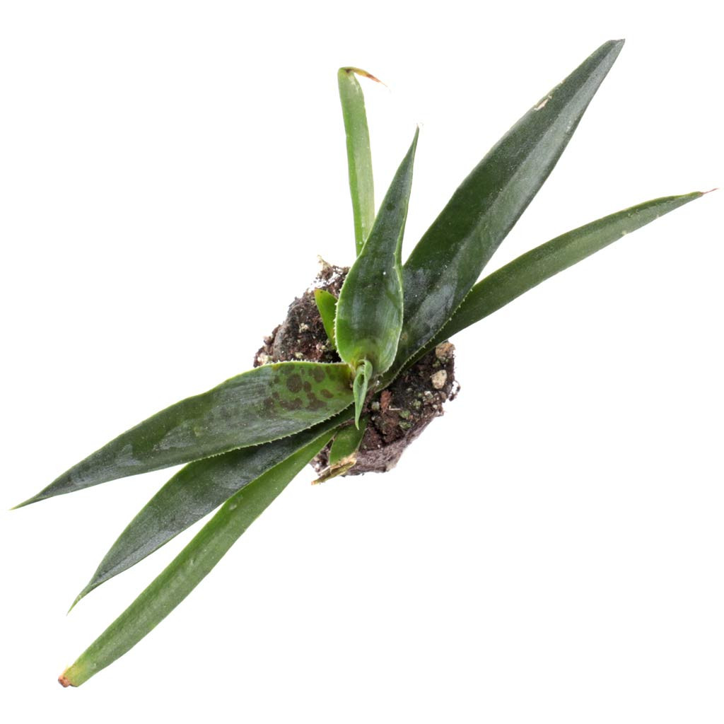 Mangave 'Pineapple Express' PPAF Mountain Crest Gardens