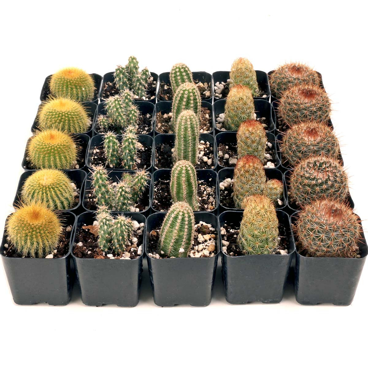 - Mountain Crest Gardens Cactus Bulk Pack - 25 Live Plants, 5 of Each Variety, Rooted in 2 Inch Pots - Real Cacti for DIY Arrangements, Displays & Des
