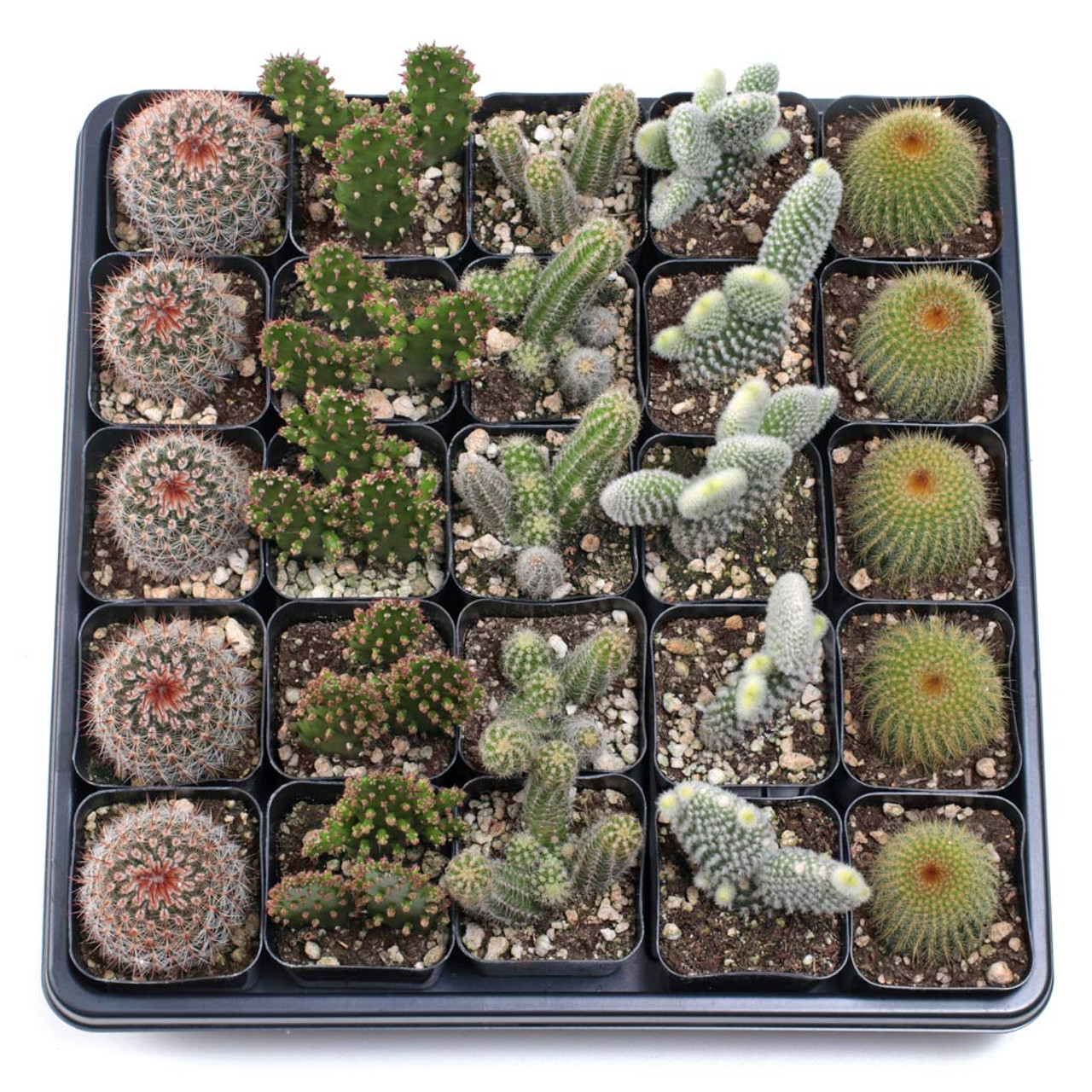 5 Gorgeous Cacti To Put On Your Desk 